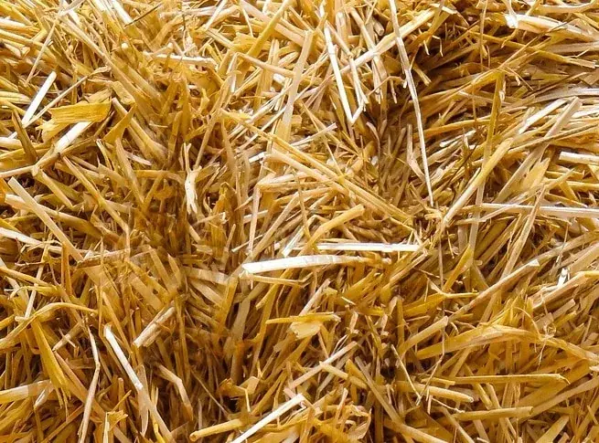 Slama 10 kg – len osobný odber krmivo pre ovce a kozy