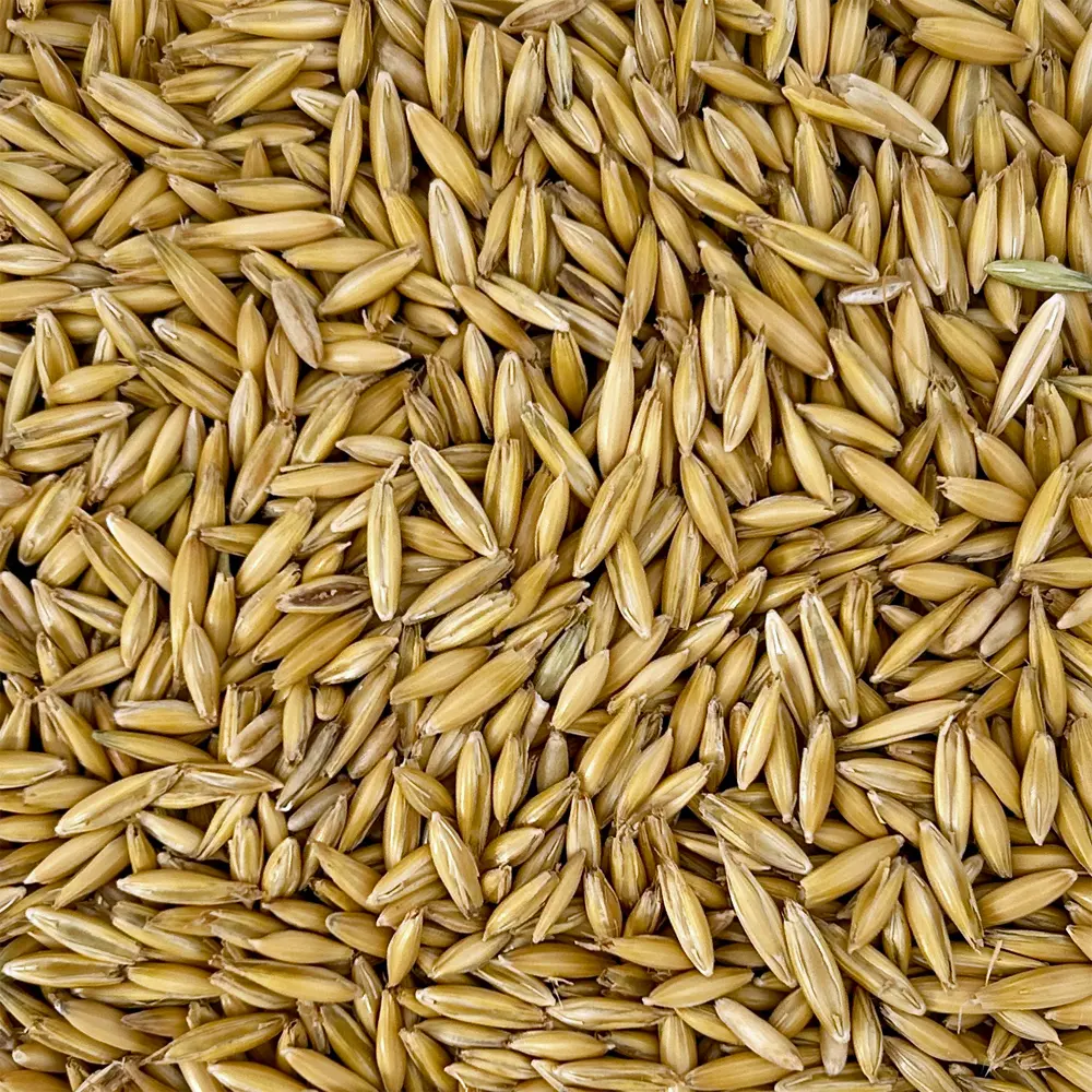 Ovos 35 kg – detail celého kŕmneho zrna